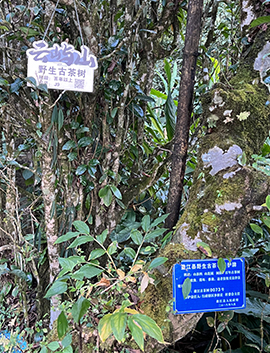 百年以上野生古茶树