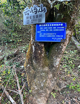 百年以上野生古茶树